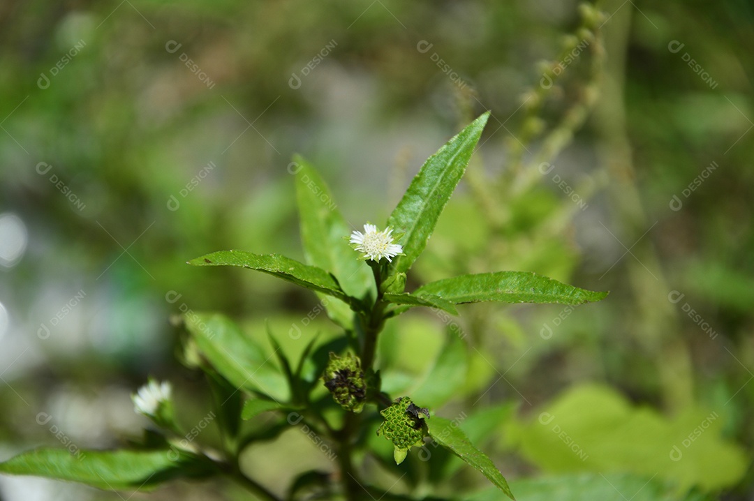 Planta com folhas verdes