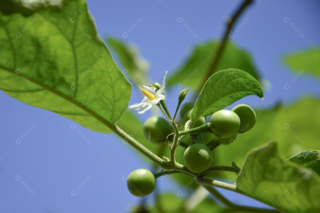Planta com folhas verdes