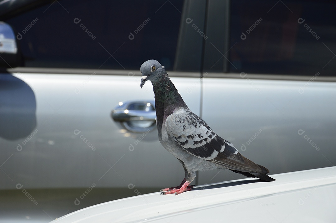 Pomba branca sobre um carro