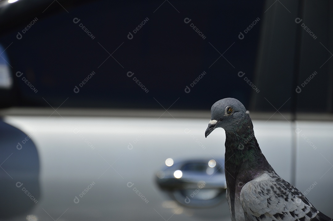 Pomba branca sobre um carro