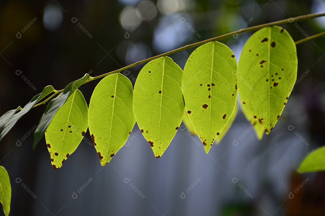 Planta com folhas verdes