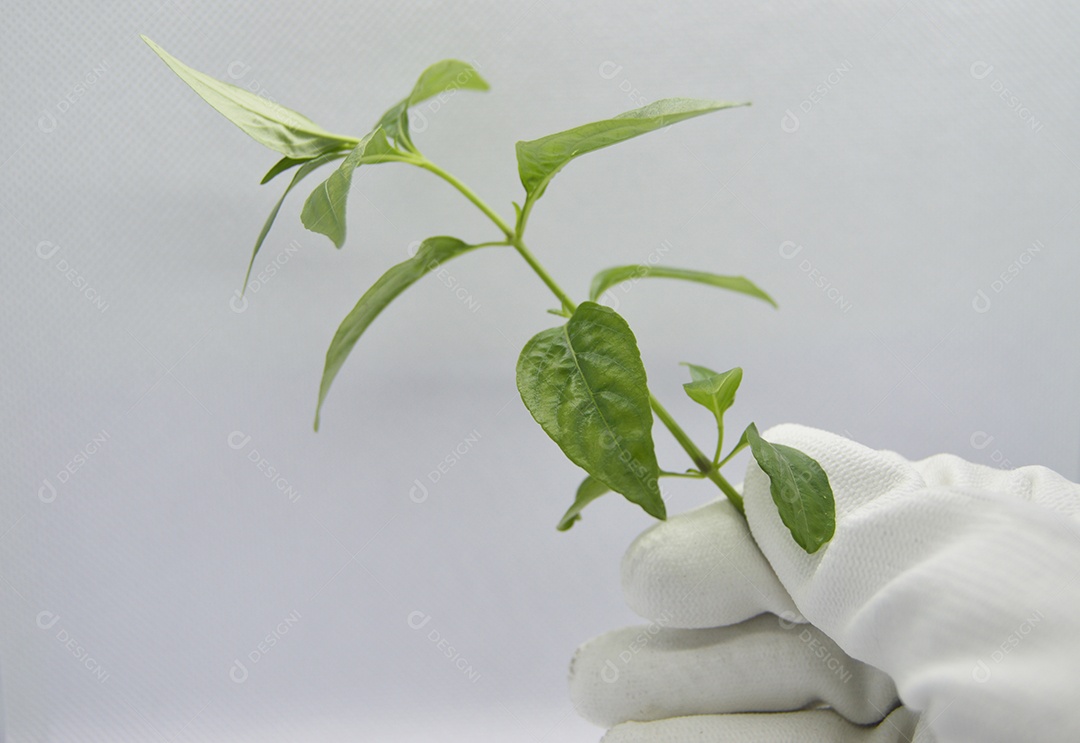 Mão segurando ramo de planta