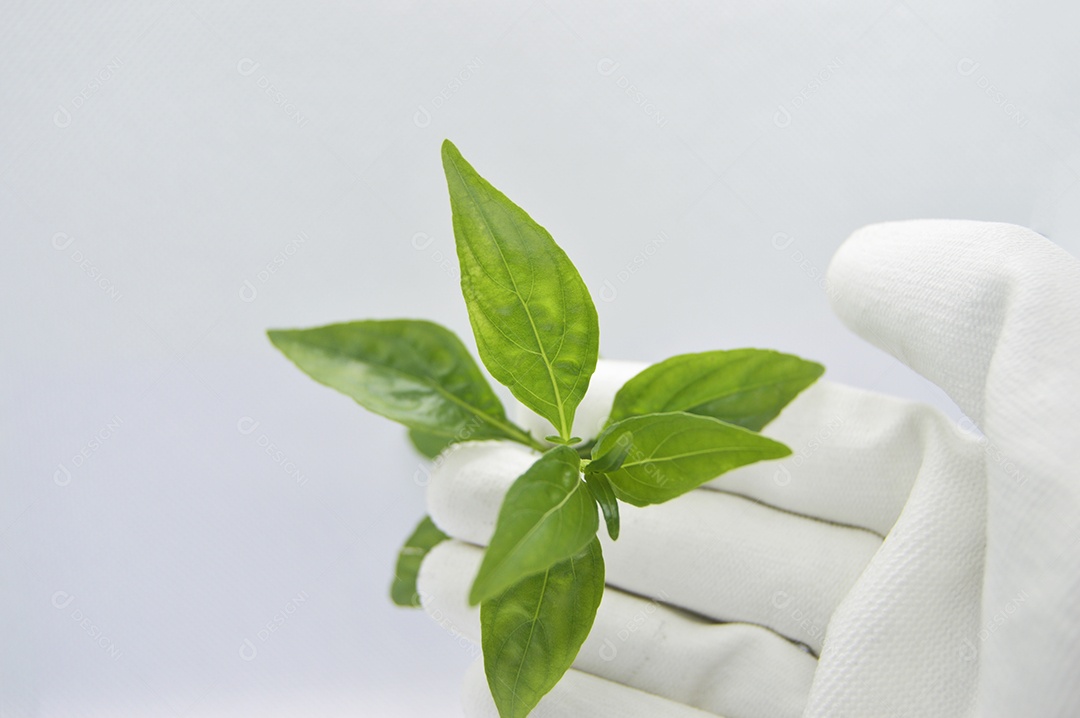 Mão segurando folha verde