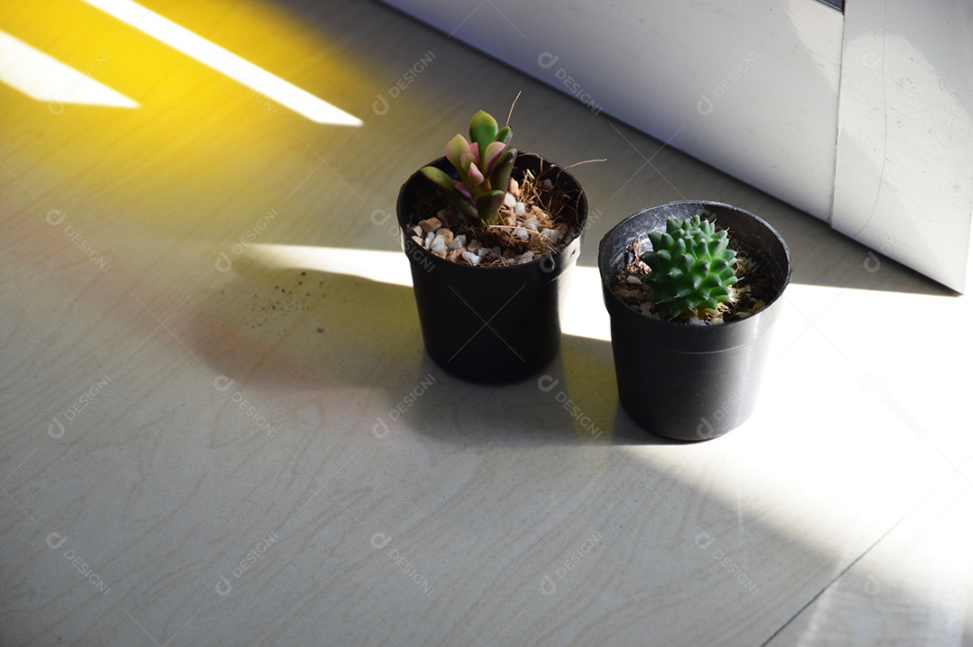 Vaso com lindos cactos