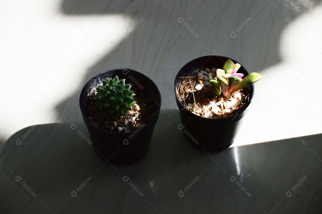 Vaso com lindos cactos