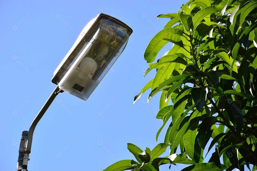 Árvore com folhas verdes sobre céu azul
