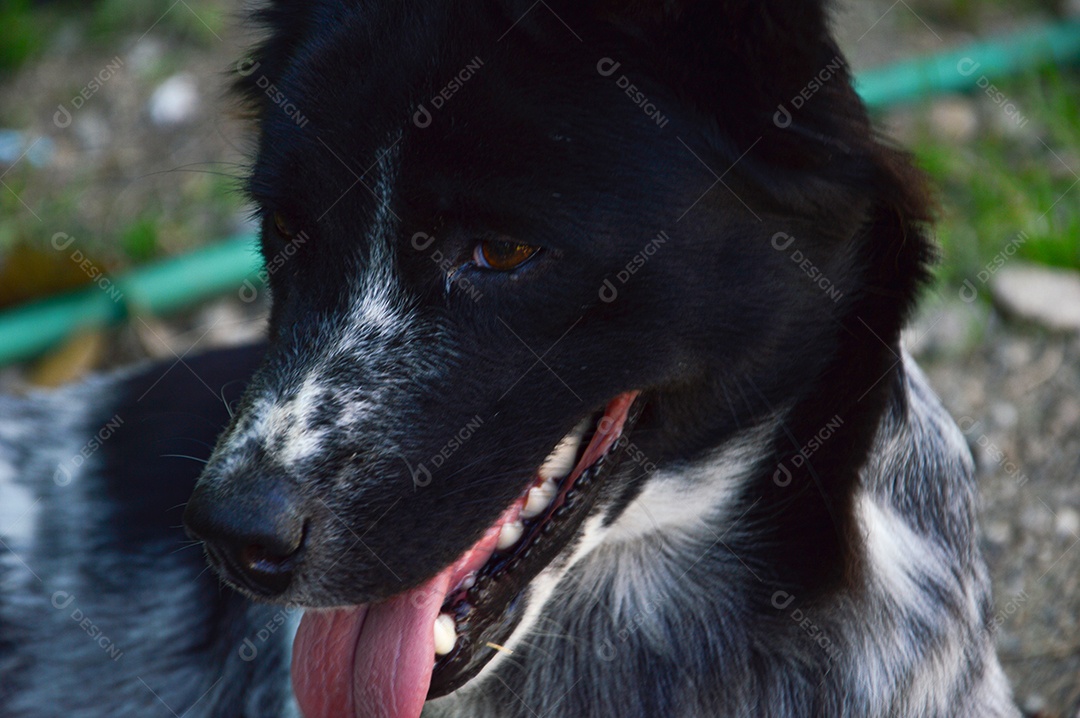 Cachorro Border collie no quintal