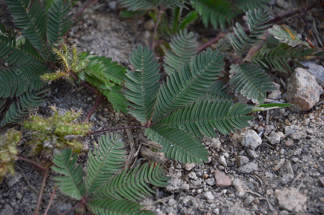 Planta com pequenas folhas verdes