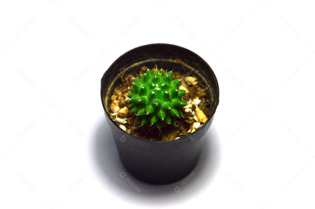 Vaso de planta cacto em fundo branco