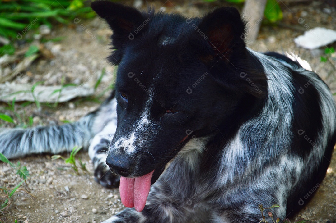 Cachorro Border collie no quintal