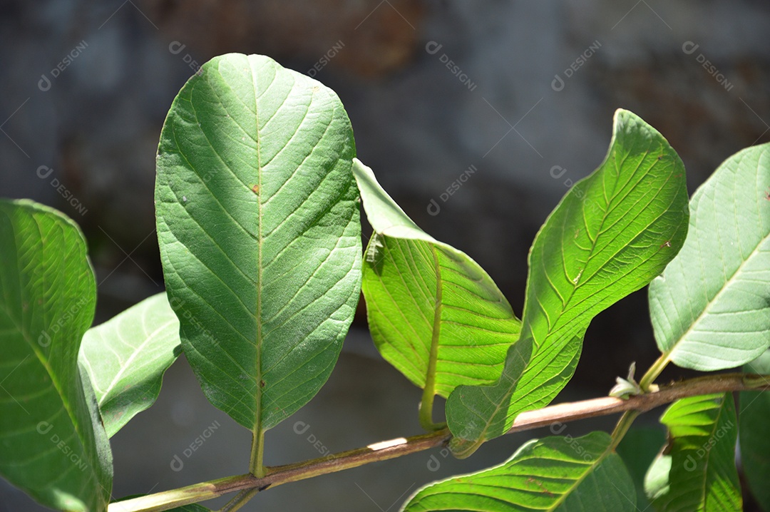 Ramo de folhas de um pé de goiaba
