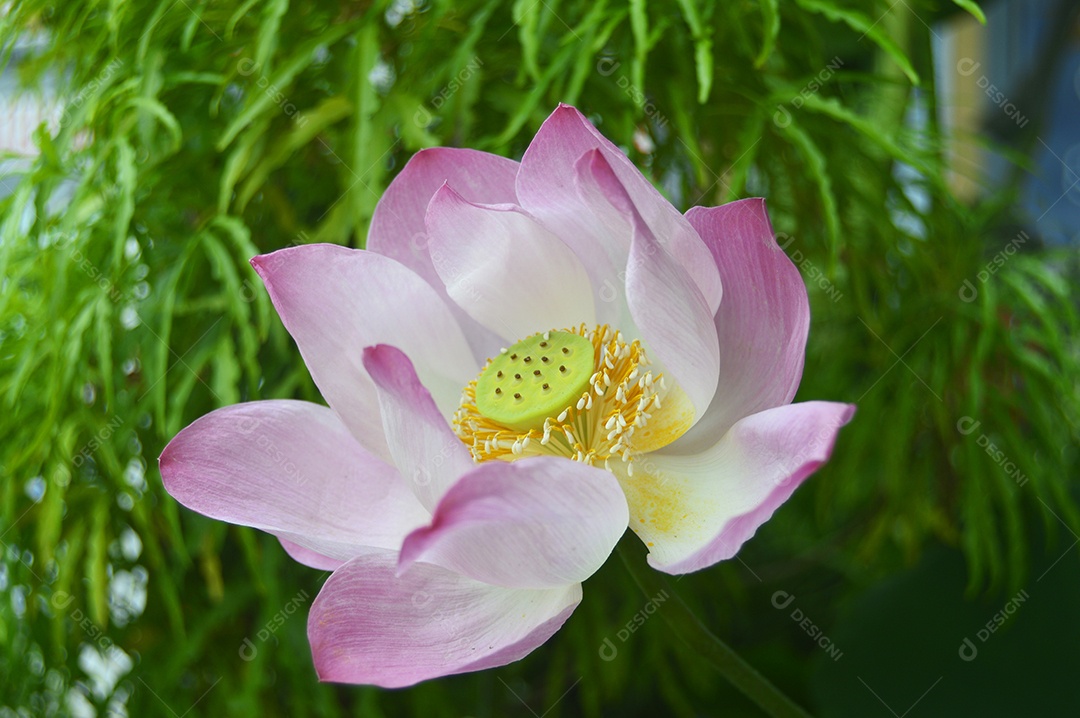 Linda flor de lótus rosa
