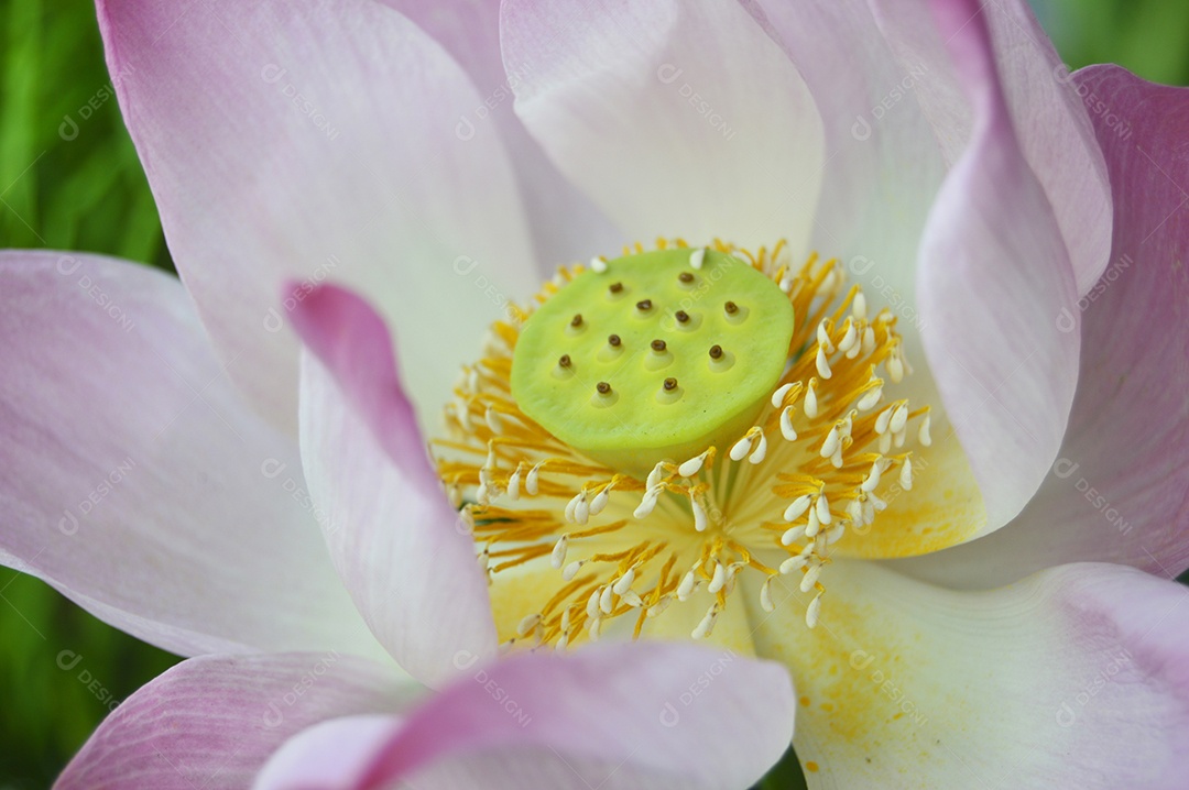 Linda flor de lótus rosa