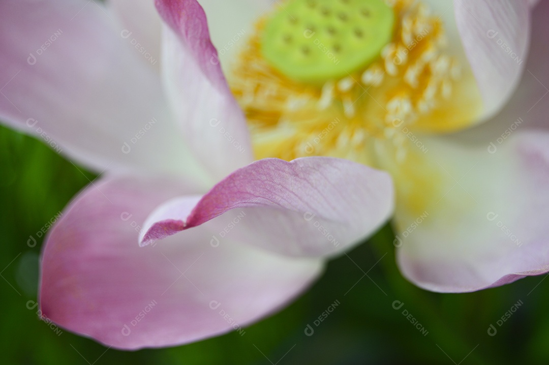 Linda flor de lótus rosa