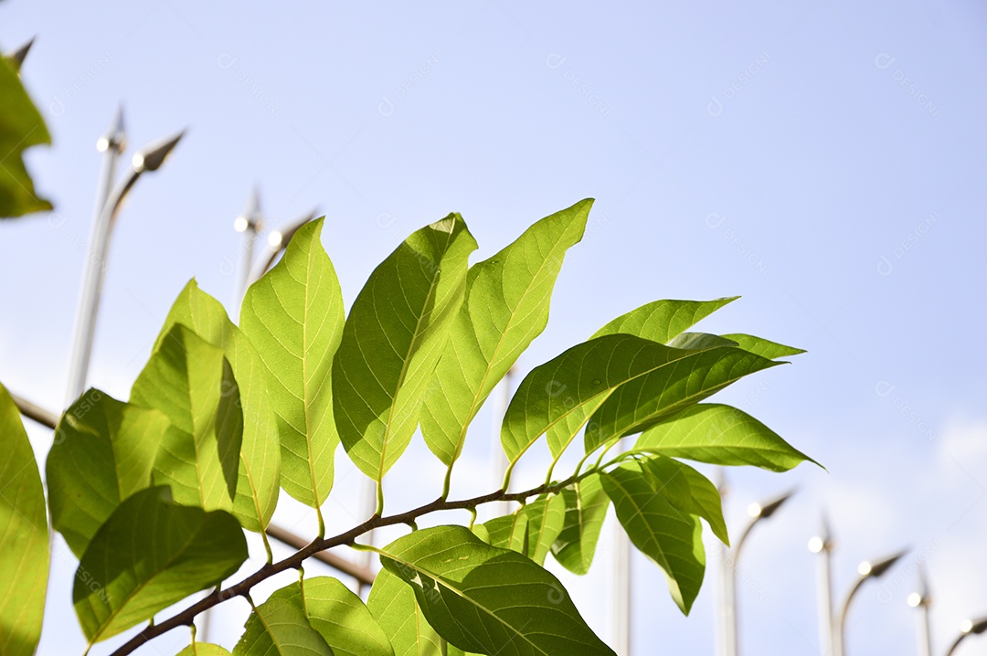 Ramo de folhas de um pé de goiaba