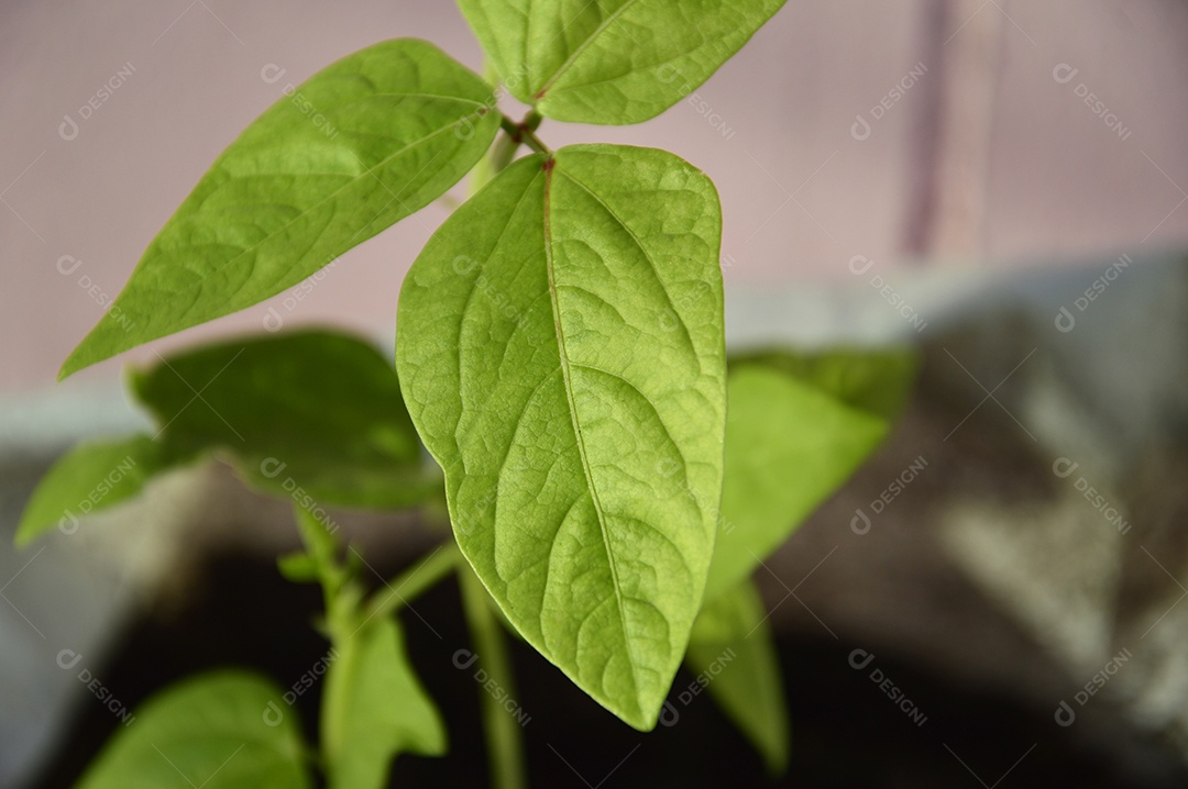 Planta com folhas verdes