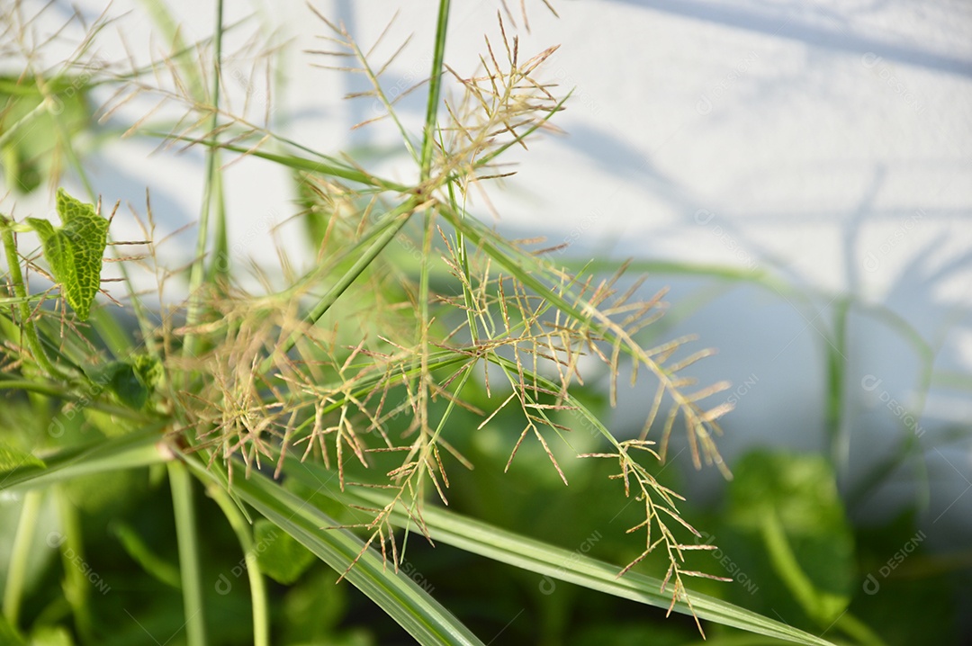 Planta com folhas verdes