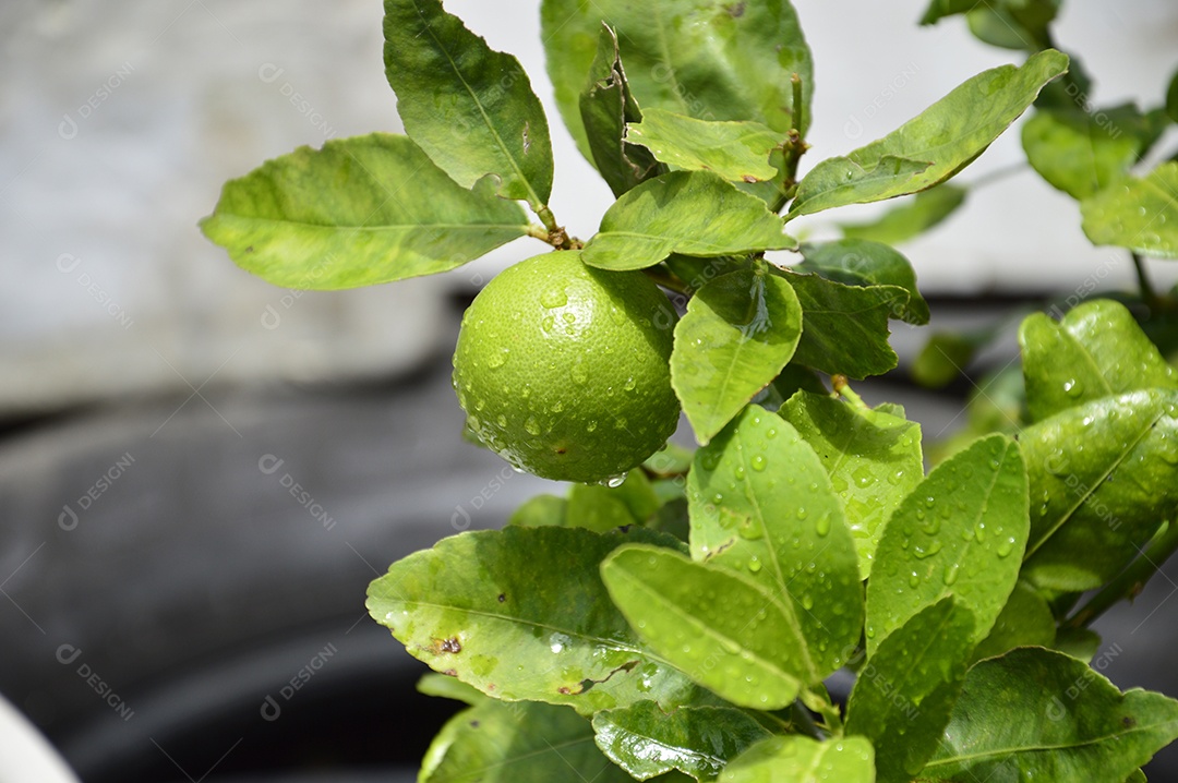 Limão verde no pé