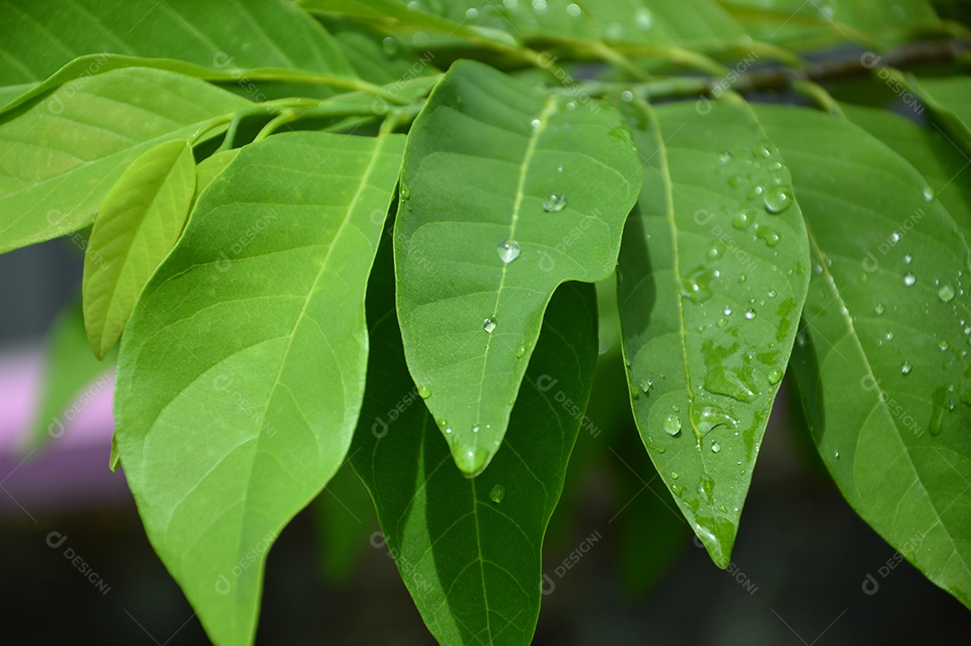 Planta com folhas verdes