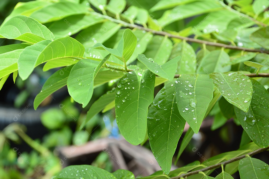 Planta com folhas verdes