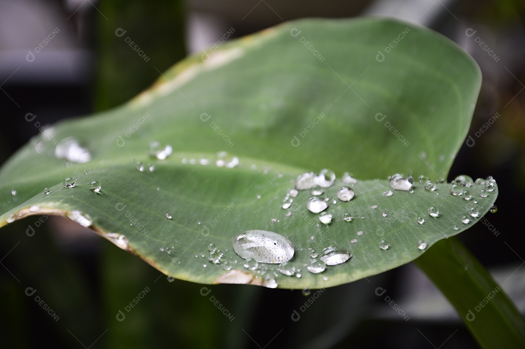 Planta com folhas verdes