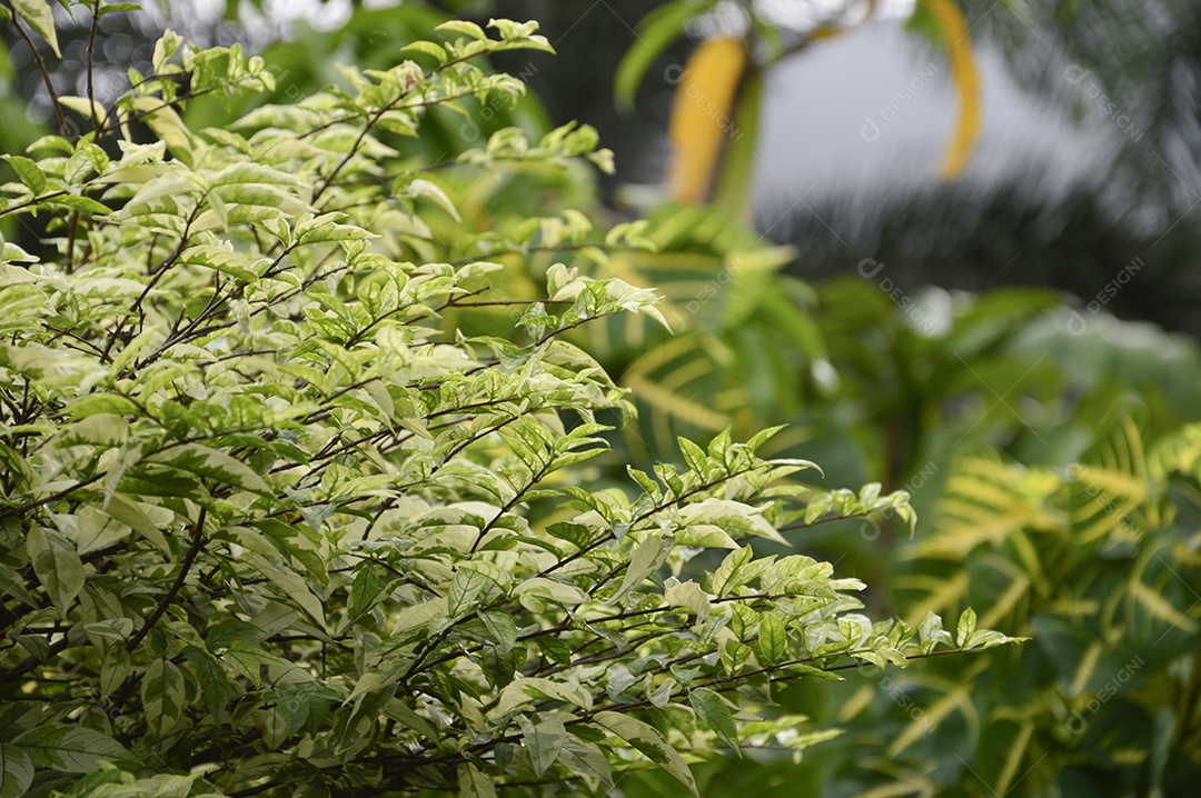 Planta com folhas verdes