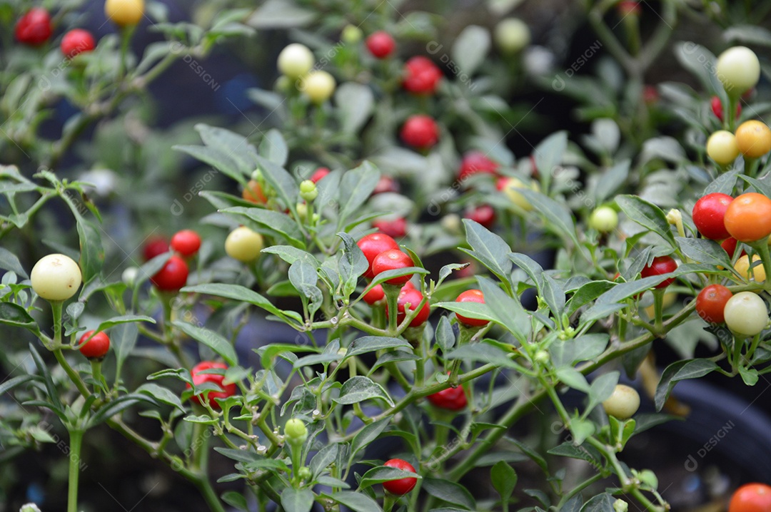 Pé de pimentas vermelhas