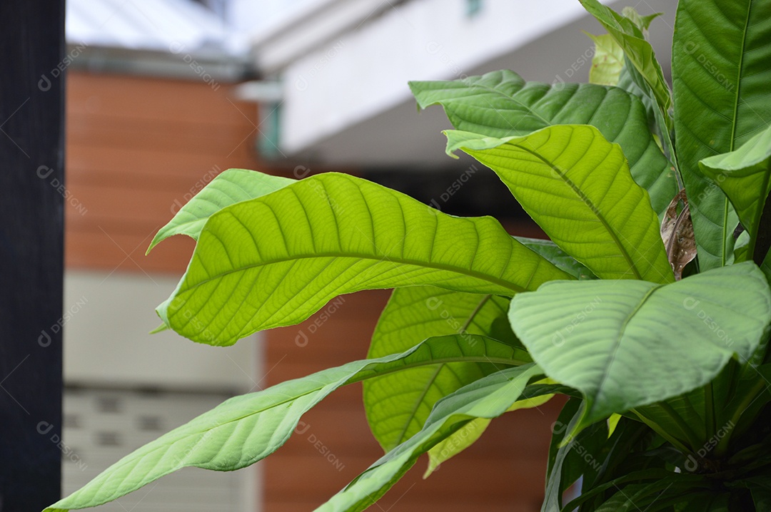 Planta com folhas verdes