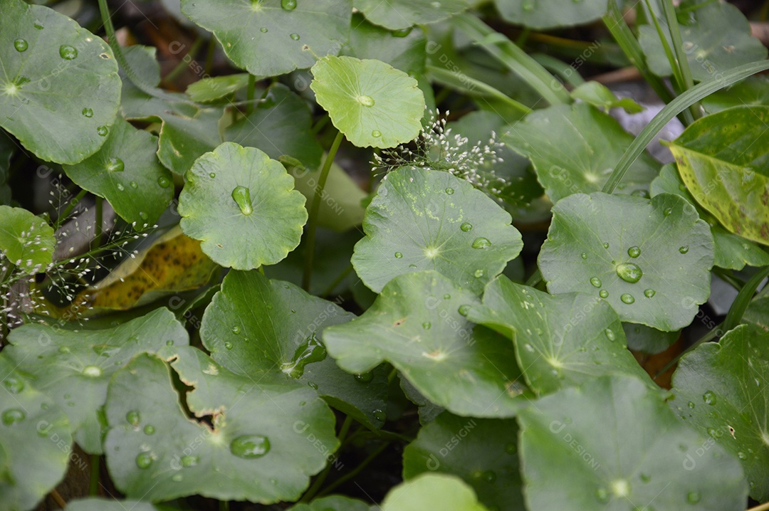 Planta com folhas verdes
