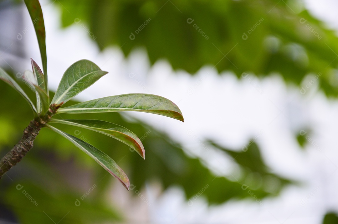 Planta com folhas verdes
