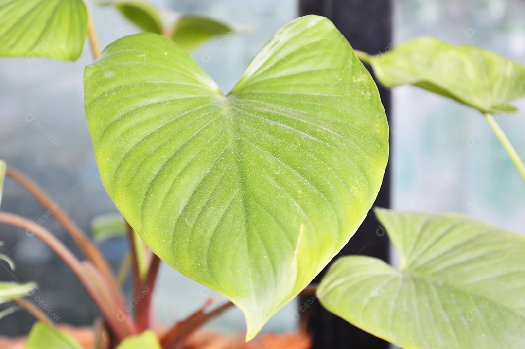 Planta com folhas verdes