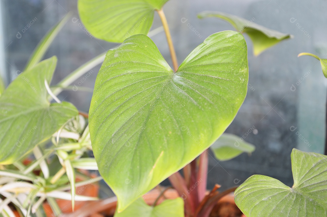 Planta com folhas verdes