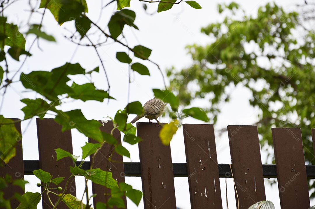 Planta com folhas verdes com cerca de madeira
