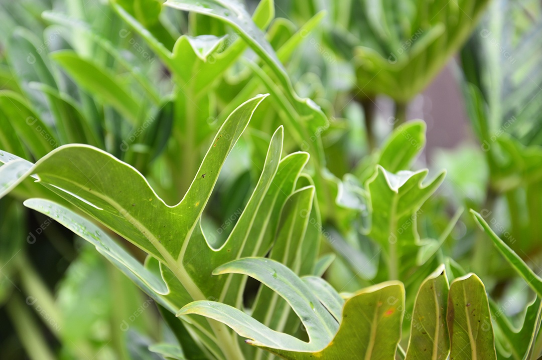 Planta com folhas verdes