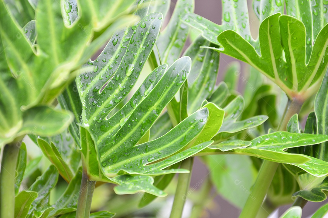 Plantas com folhas verdes