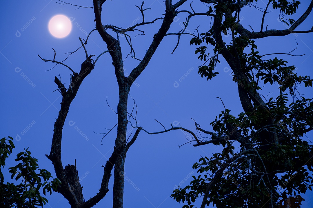 Árvores contra céu escurecendo