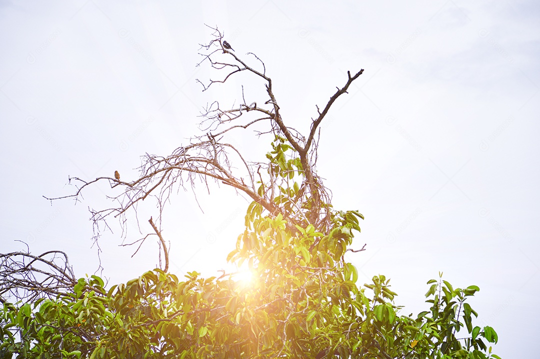 Galhos secos de árvore contra céu azul