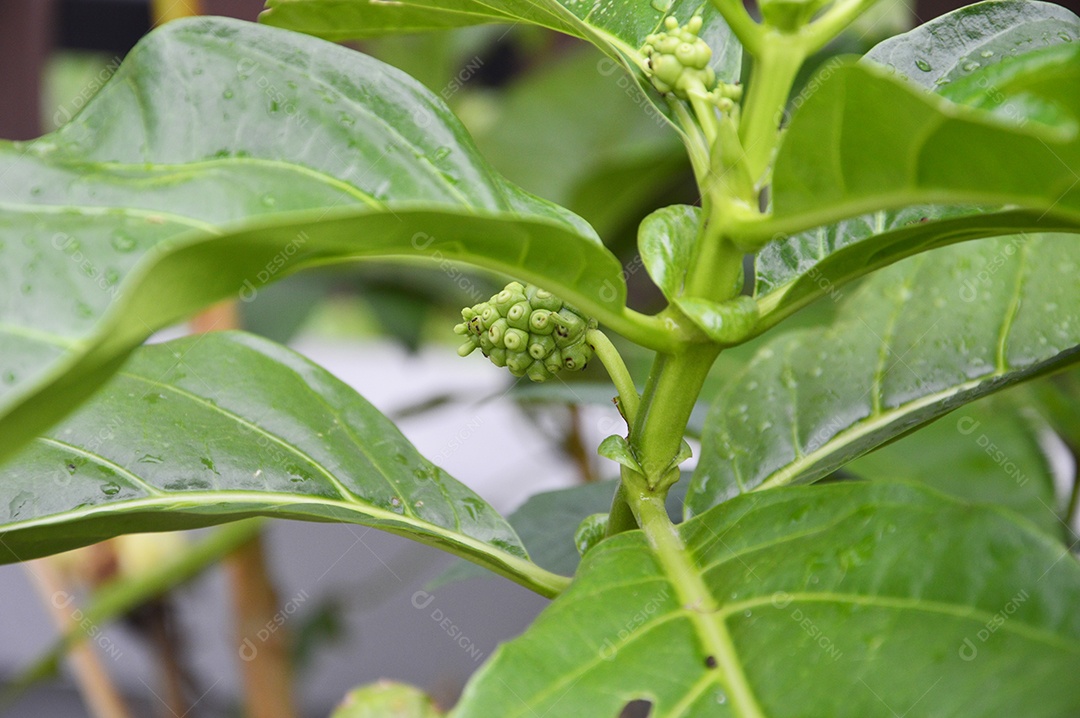 Planta com folhas verdes