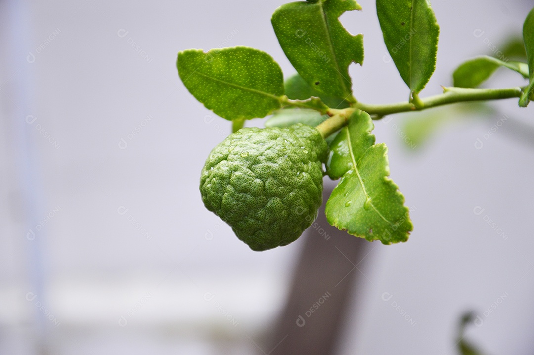 Fruto crescendo com folhas verdes