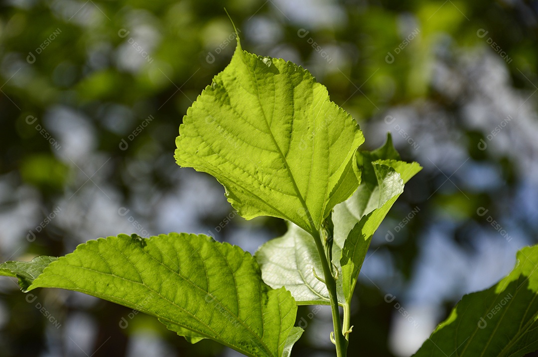 Planta com folhas verdes