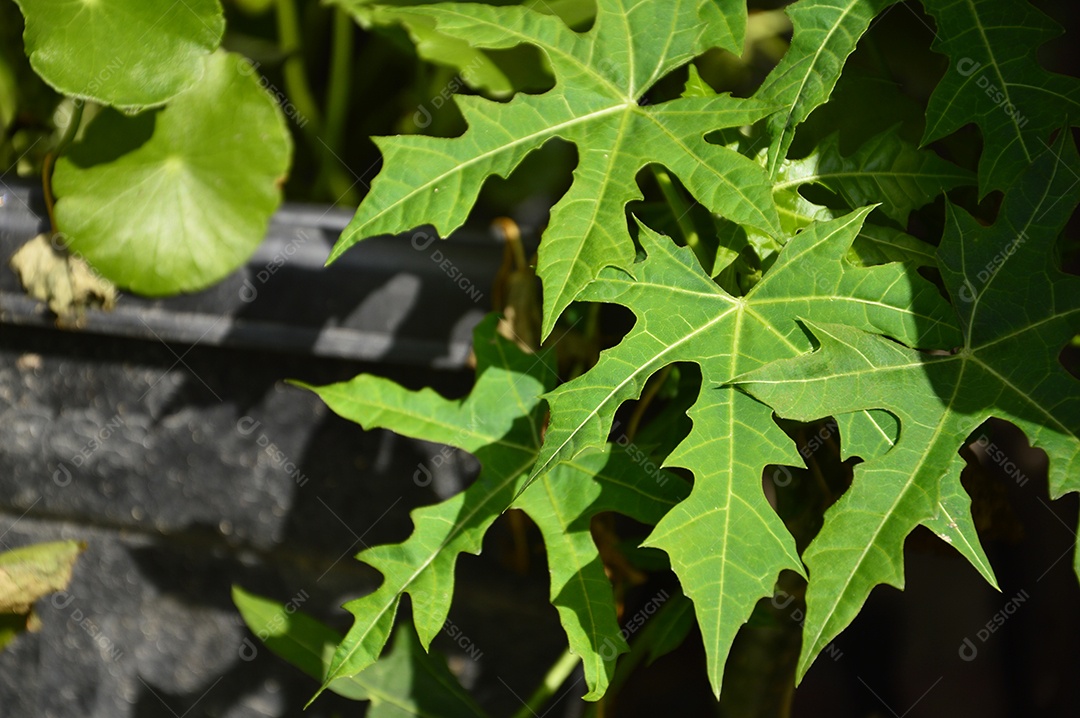 Planta com folhas verdes