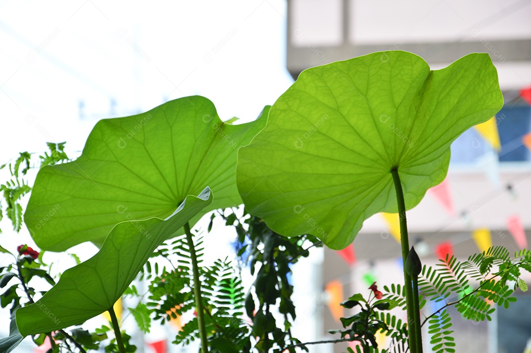 Planta com folhas verdes