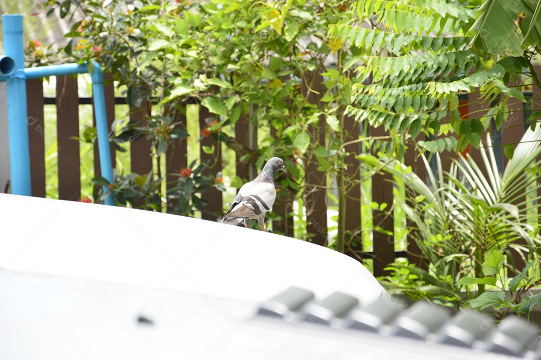 Planta com folhas verdes e cerca de madeira