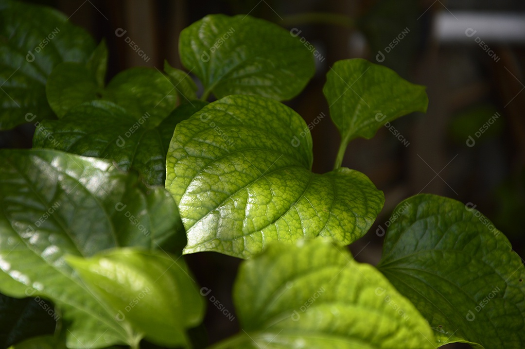 Planta com folhas verdes