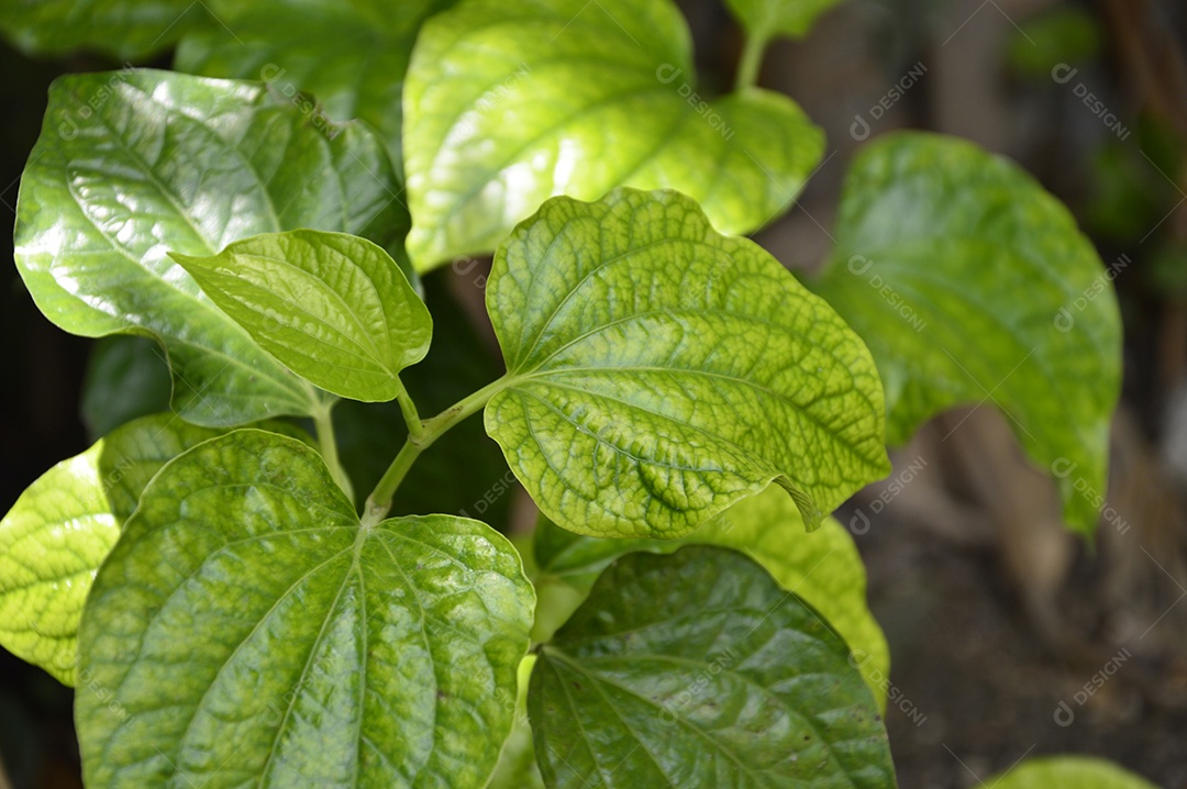 Planta com folhas verdes