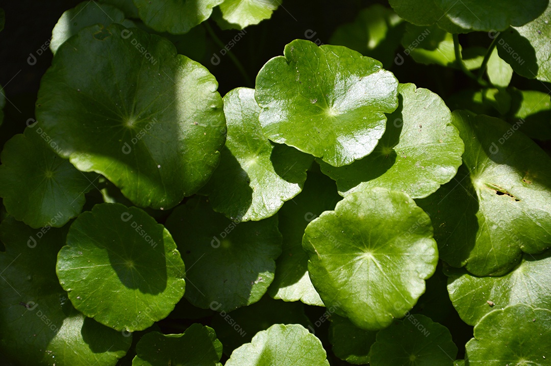 Planta com folhas verdes