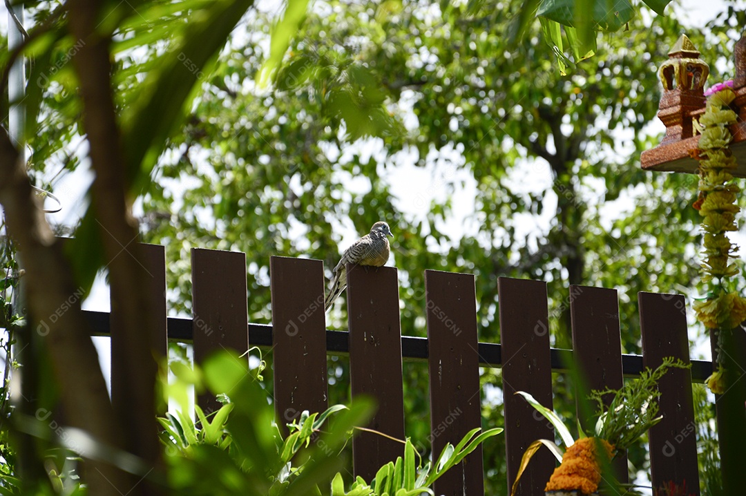 Árvore com folhas verdes e cerca de madeira