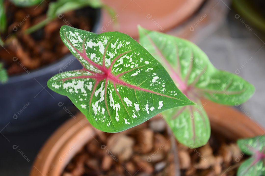 Vaso com planta de folha verde