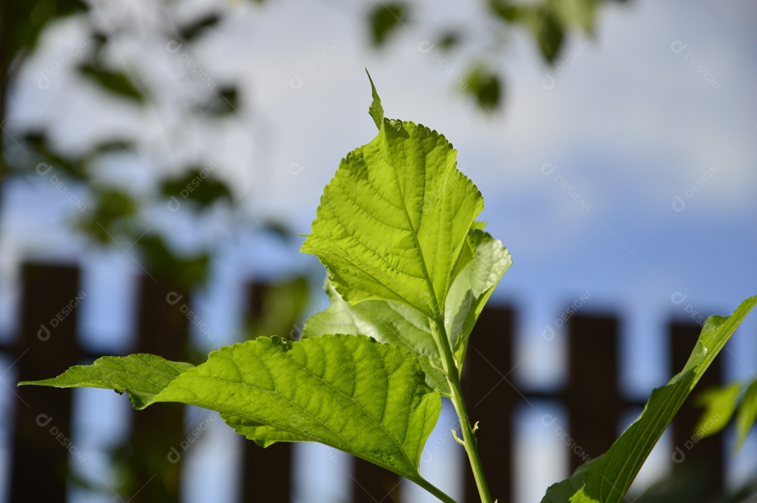 Planta com folha verde em fundo de céu azul