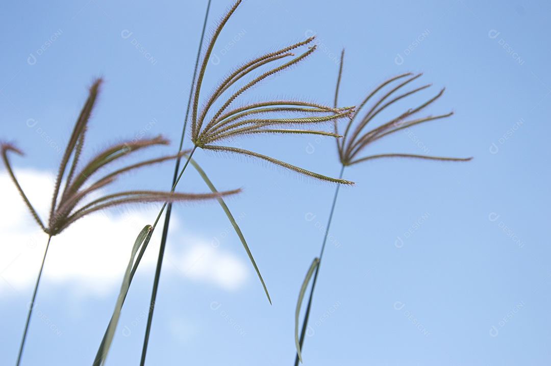 Plantas verdes sobre céu azul